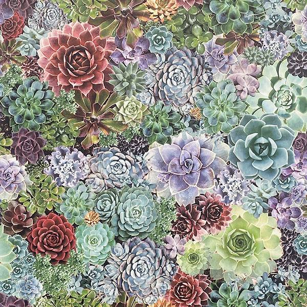 Rhea Multicolor Succulents Wallpaper