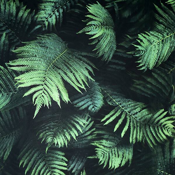 Winona Green Ferns Wallpaper