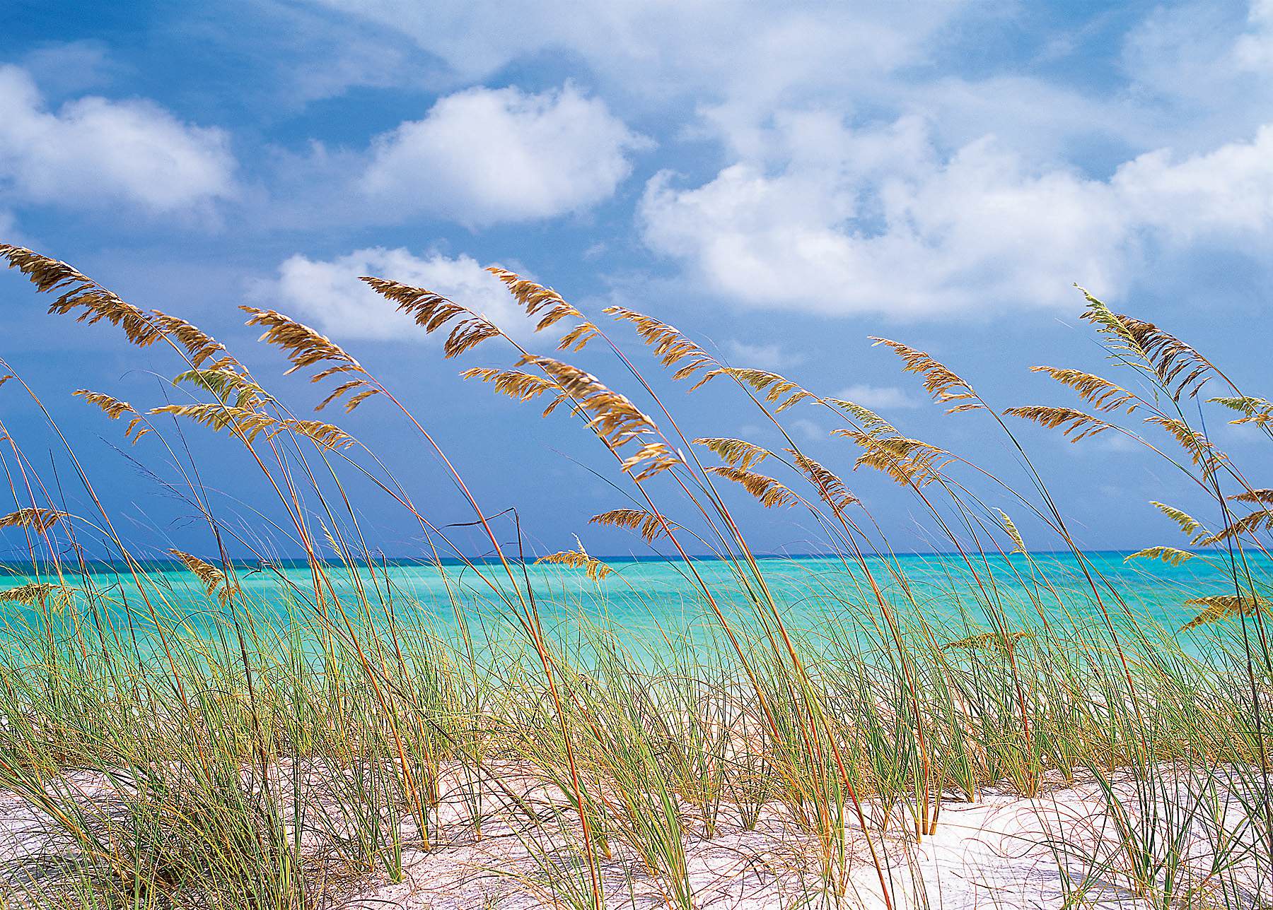 Ocean Breeze Wall Mural