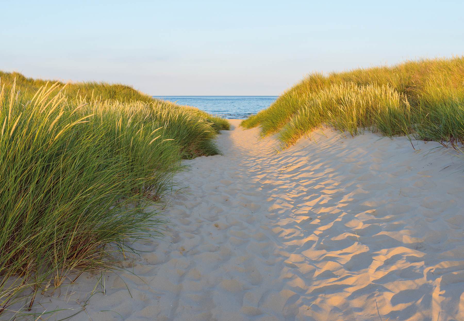 Sandy Path Wall Mural