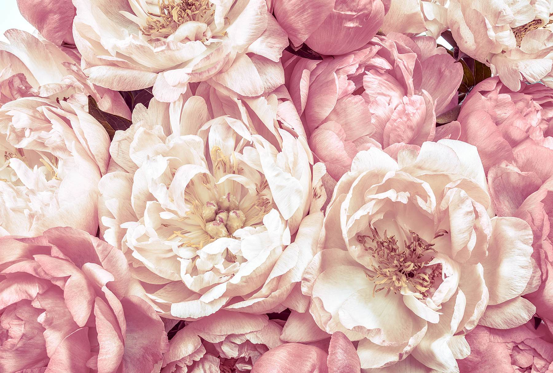 Peonies Wall Mural