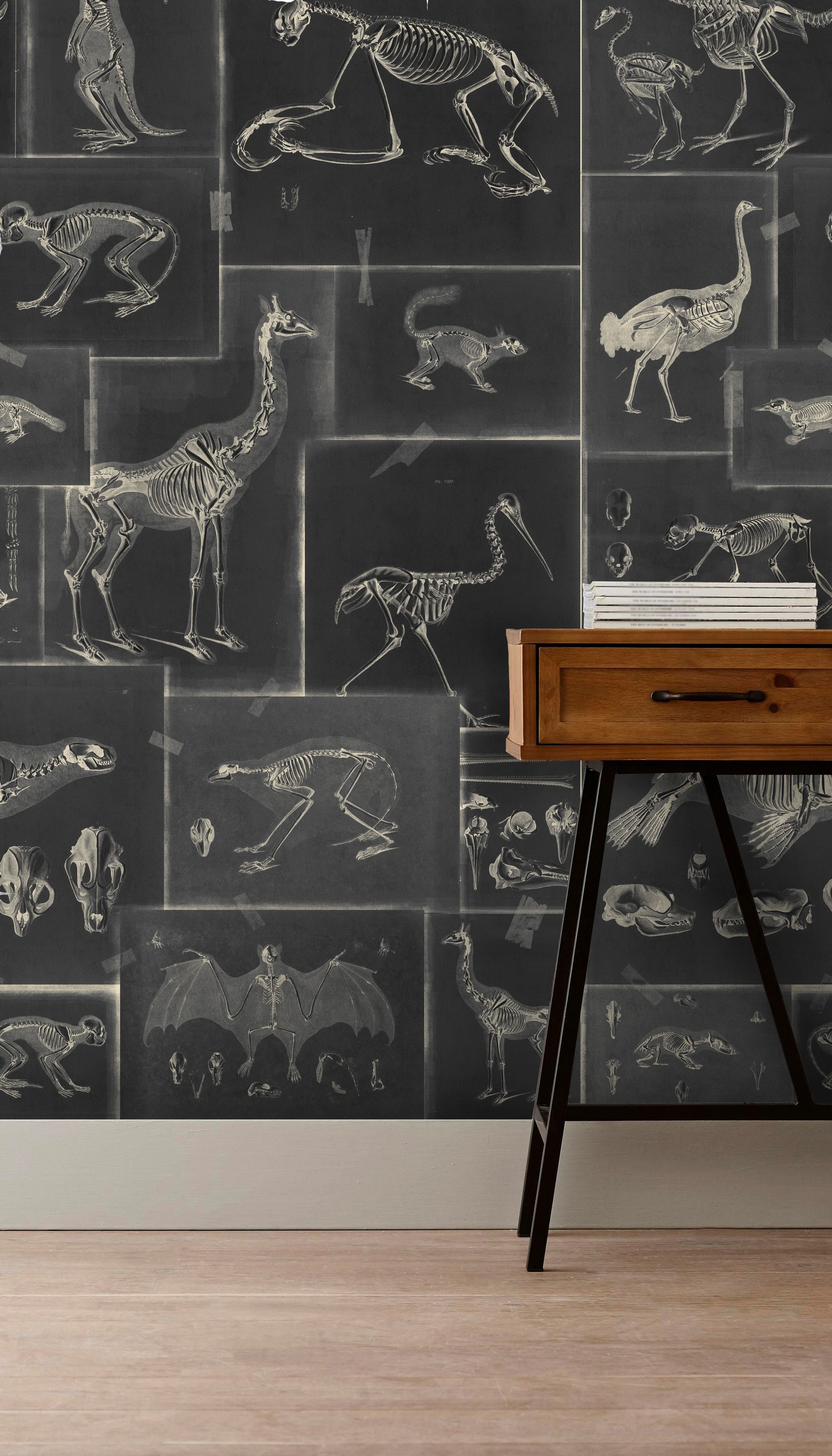 Zooarchaeology Anthracite  