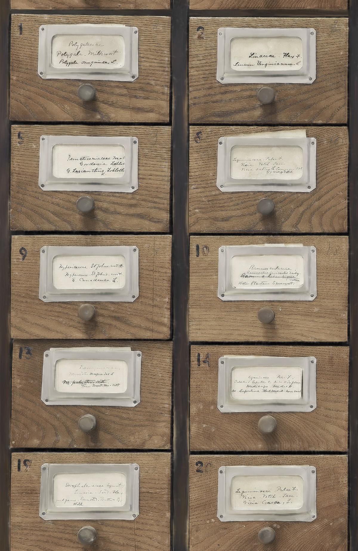 Apothecary Neutral