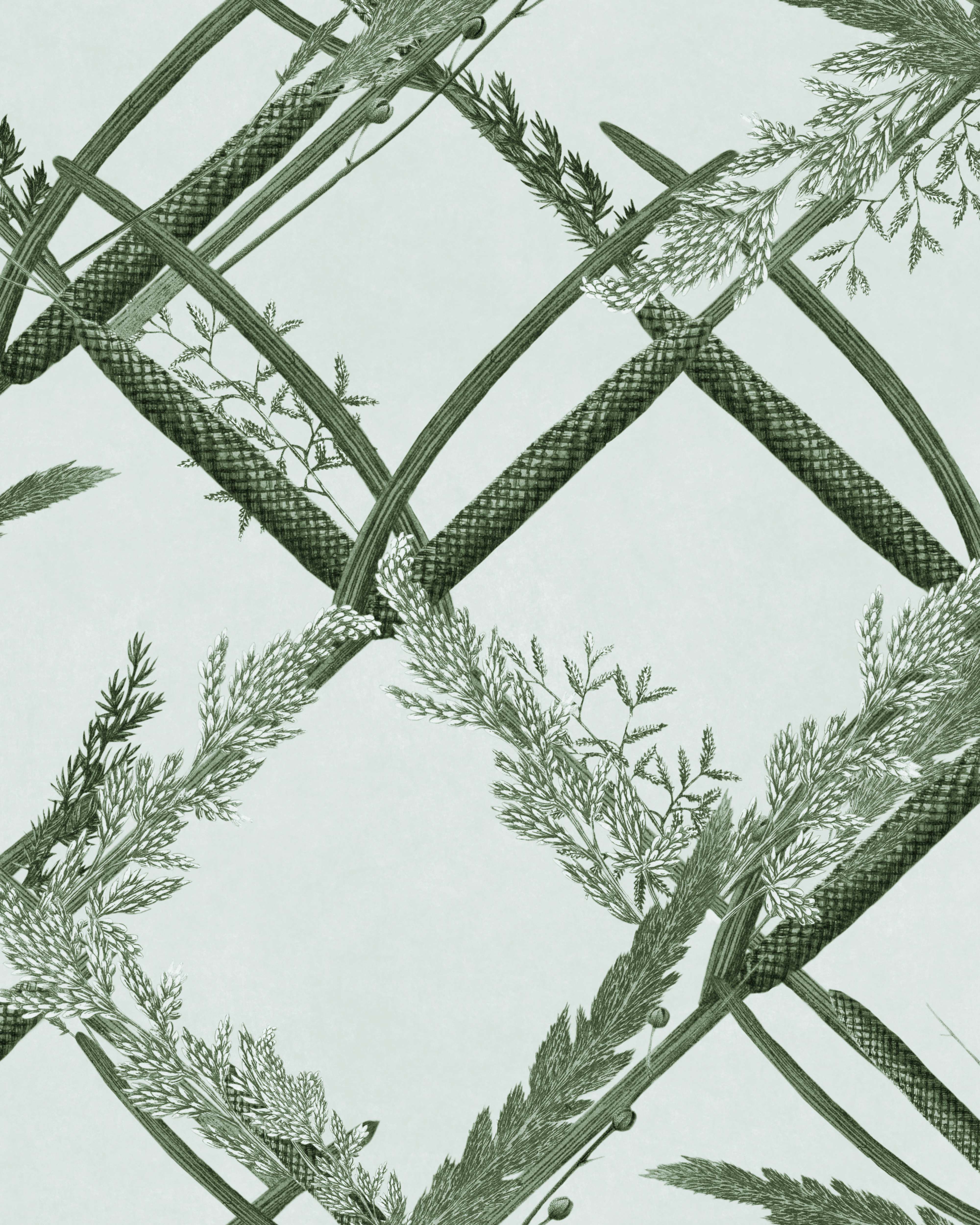 ORNAMENTAL REED Greenlake Green