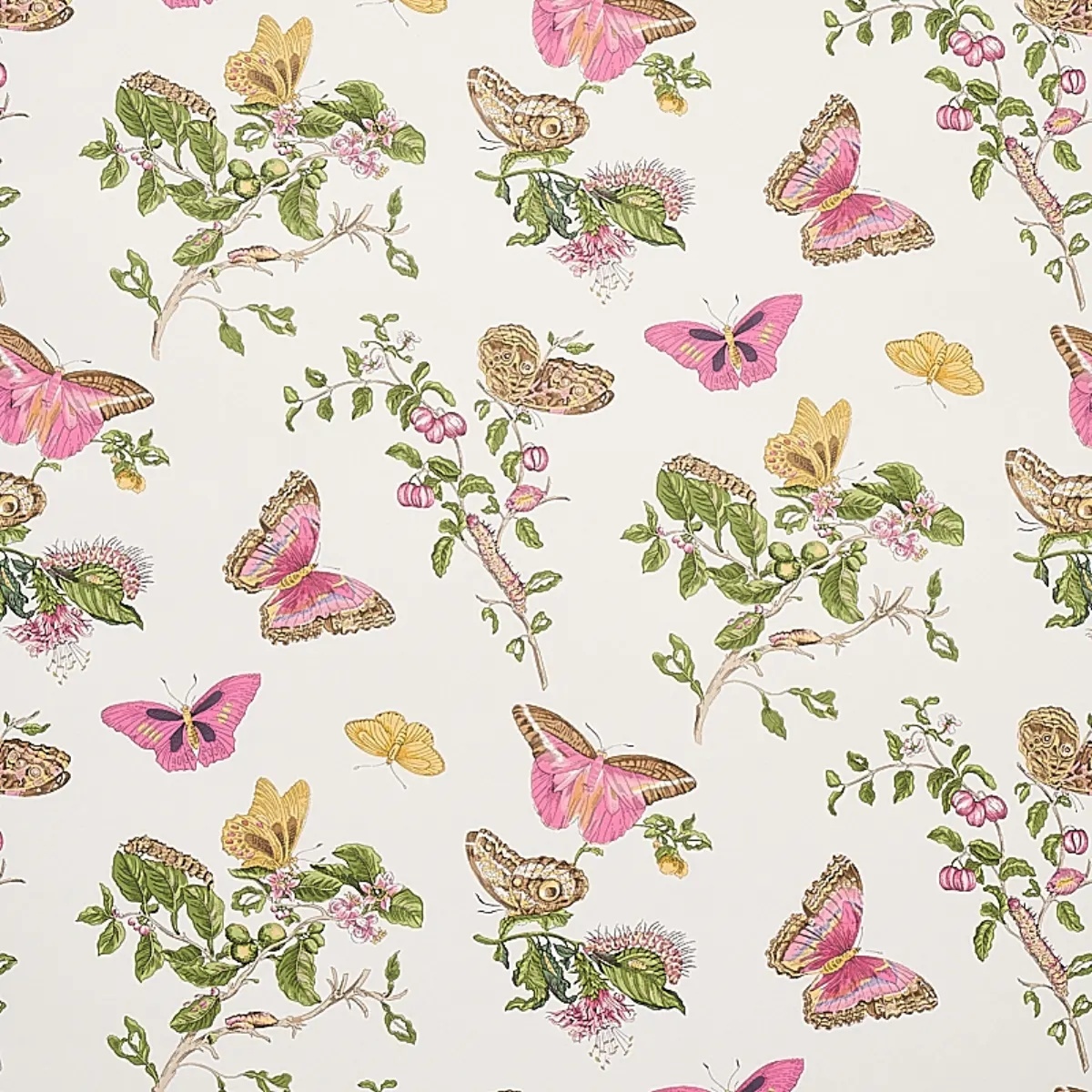 Baudin Butterfly in blush