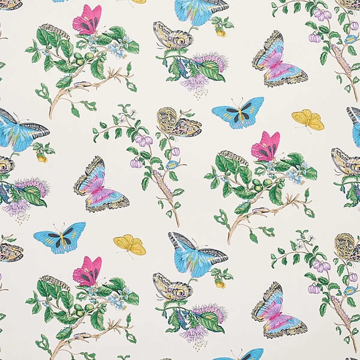 Baudin Butterfly in turquoise