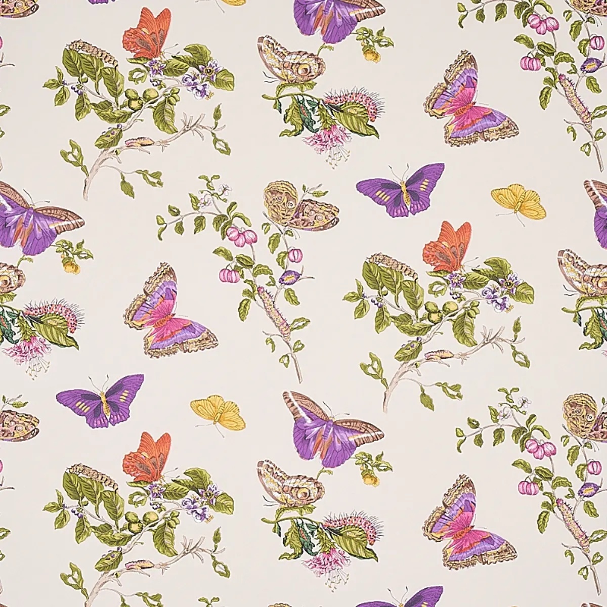 Baudin Butterfly in purple