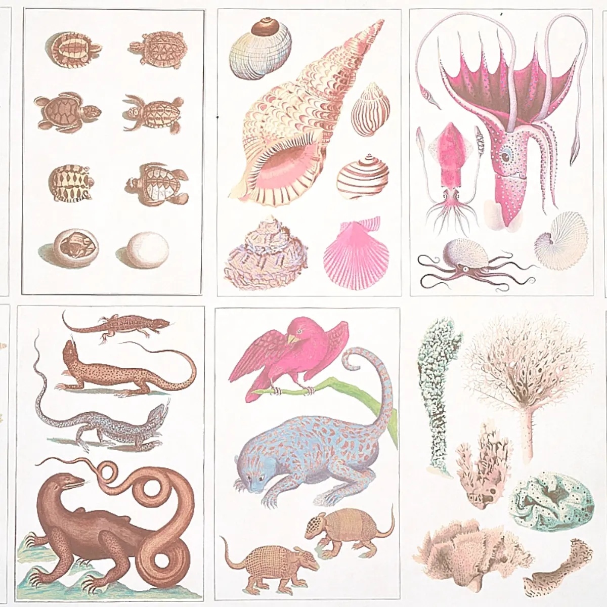 Animal Prints and Patterns by Schumacher 5012091