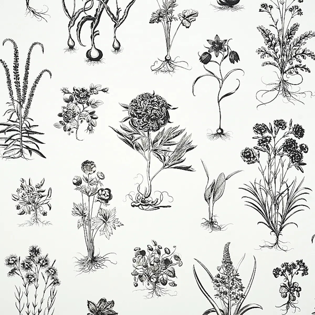 Florals and Botanicals by Schumacher 5010640